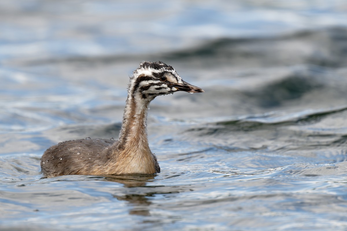 Great Crested Grebe - ML620349797