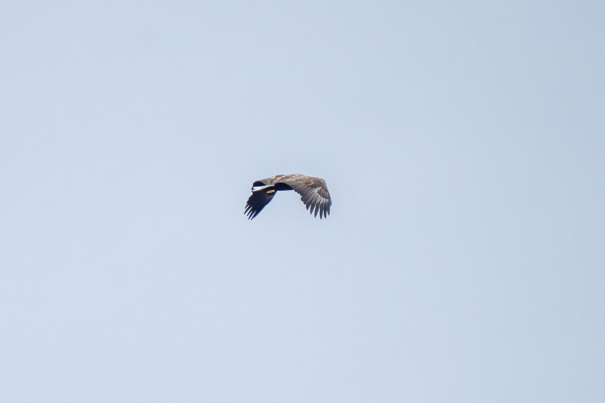 White-tailed Eagle - ML620349799