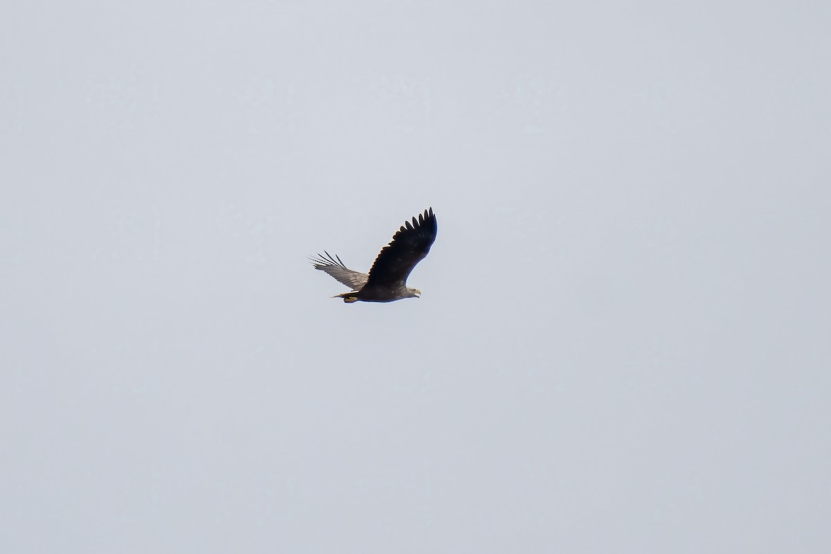 White-tailed Eagle - ML620349801
