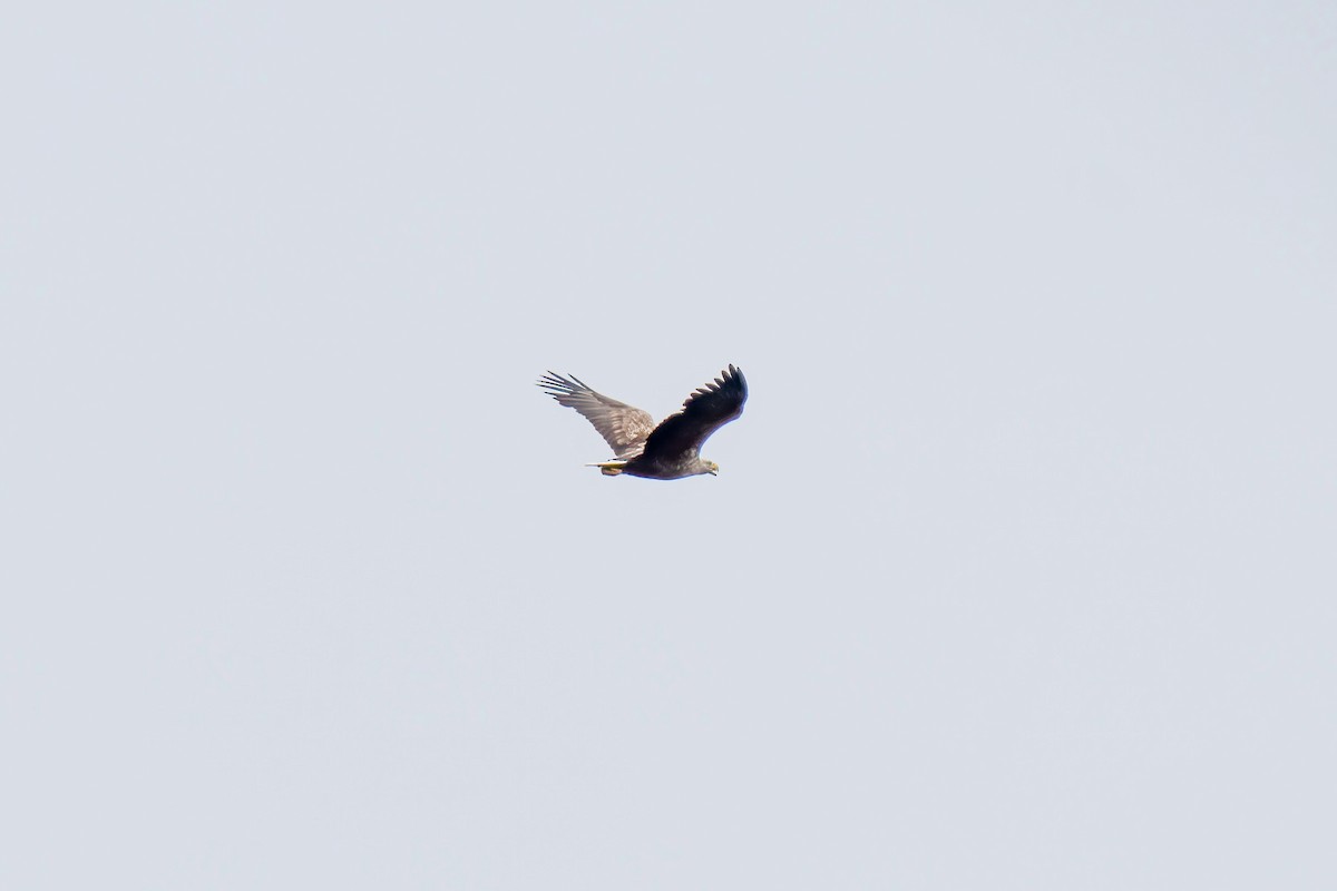 White-tailed Eagle - ML620349802