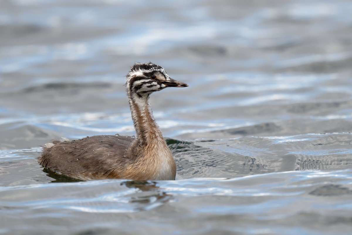 Great Crested Grebe - ML620349804