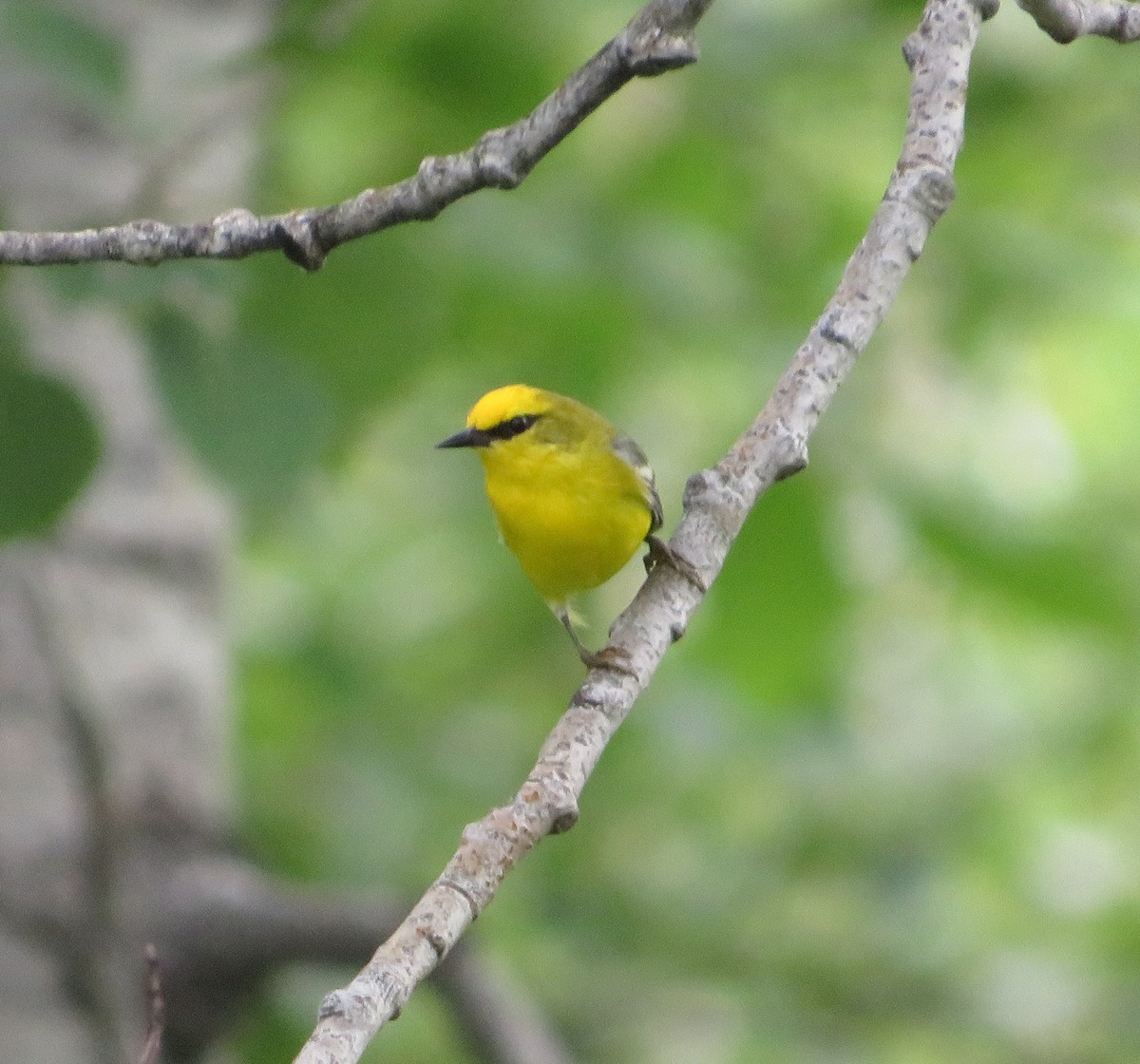 Blue-winged Warbler - ML620349819