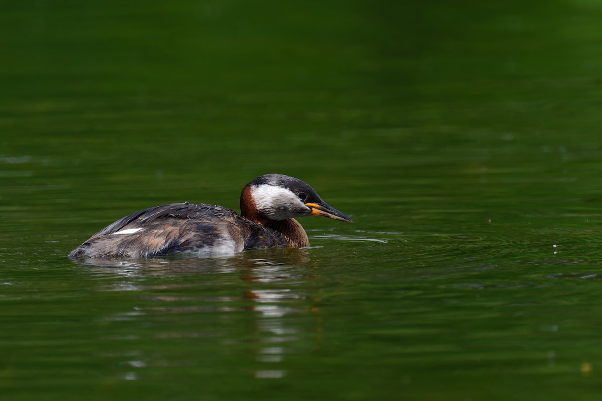 Red-necked Grebe - ML620349829
