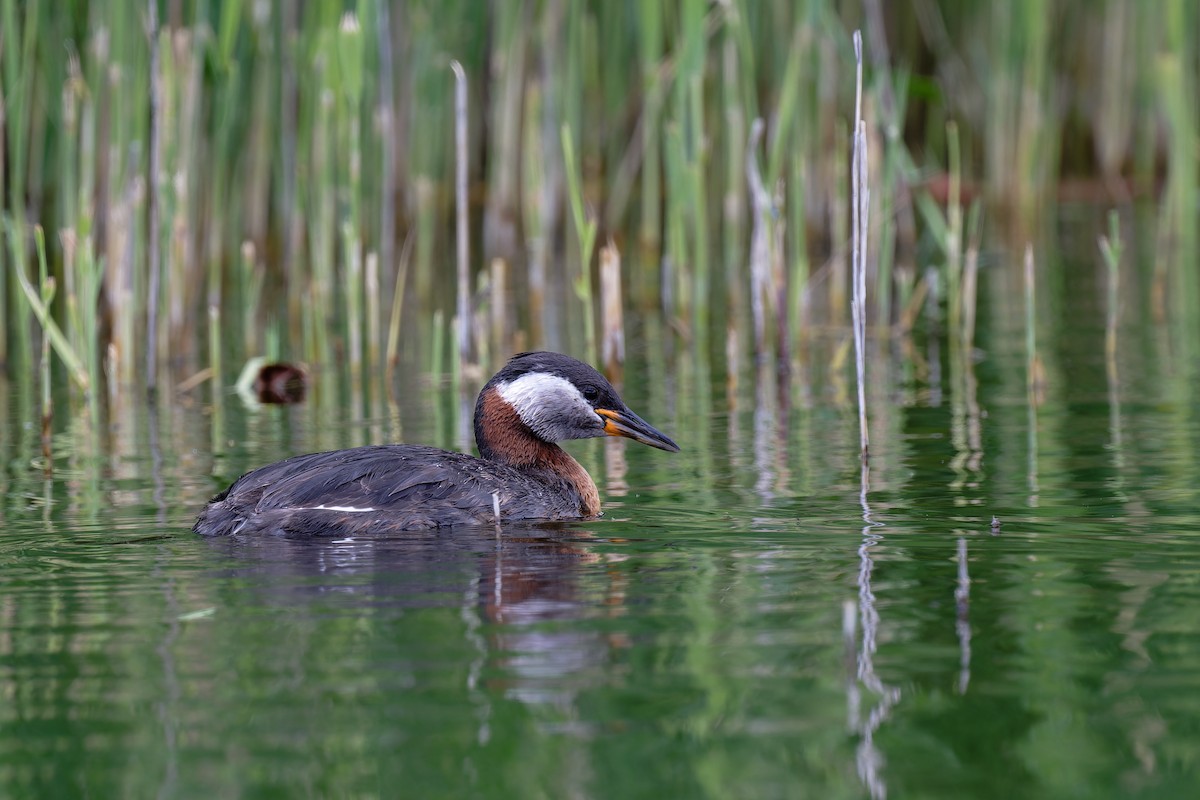 Red-necked Grebe - ML620349833