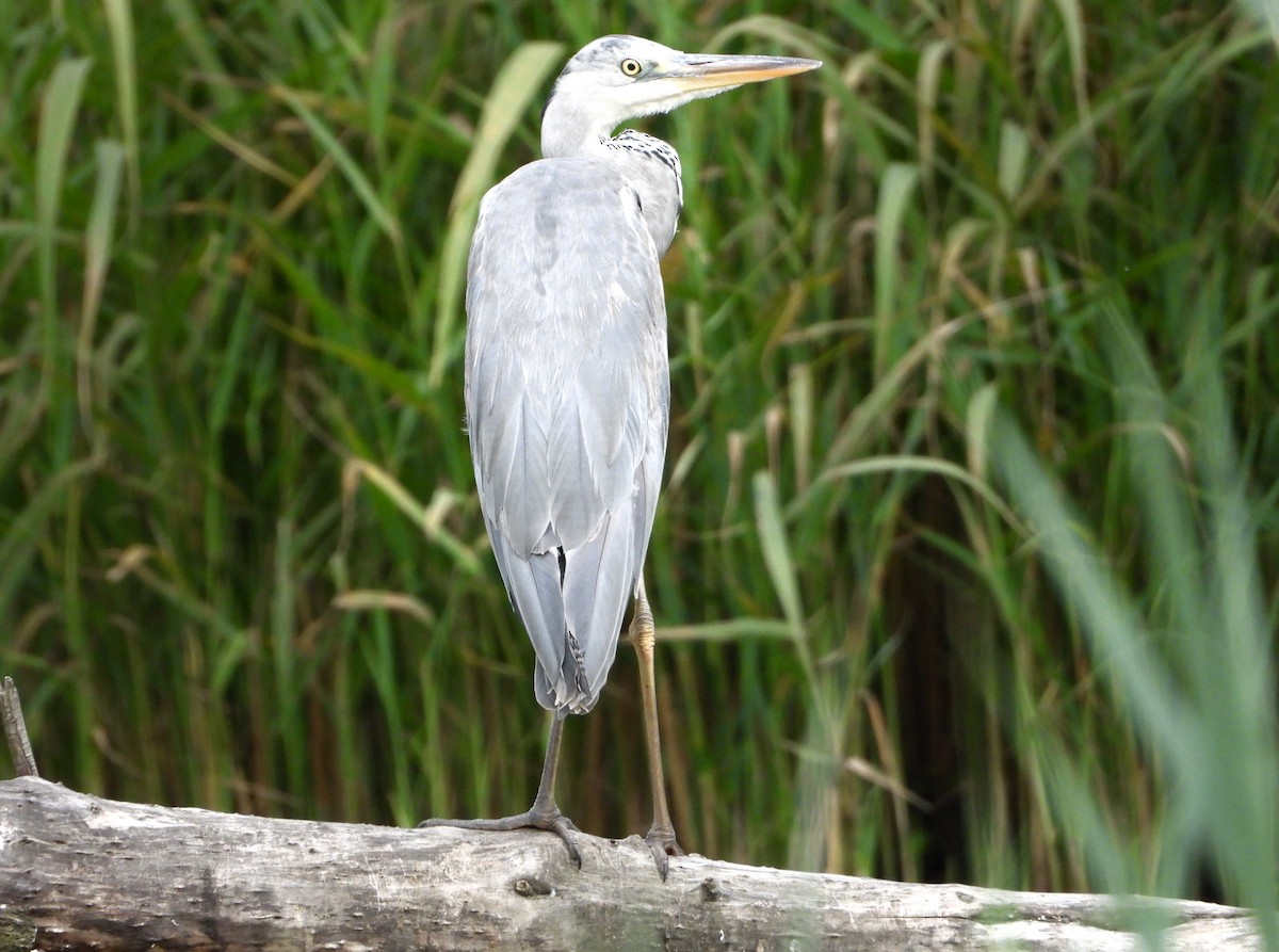 Gray Heron - ML620349839