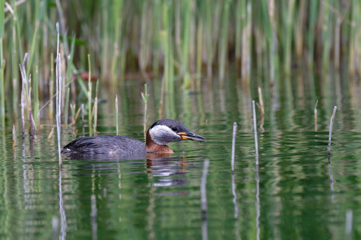Red-necked Grebe - ML620349842