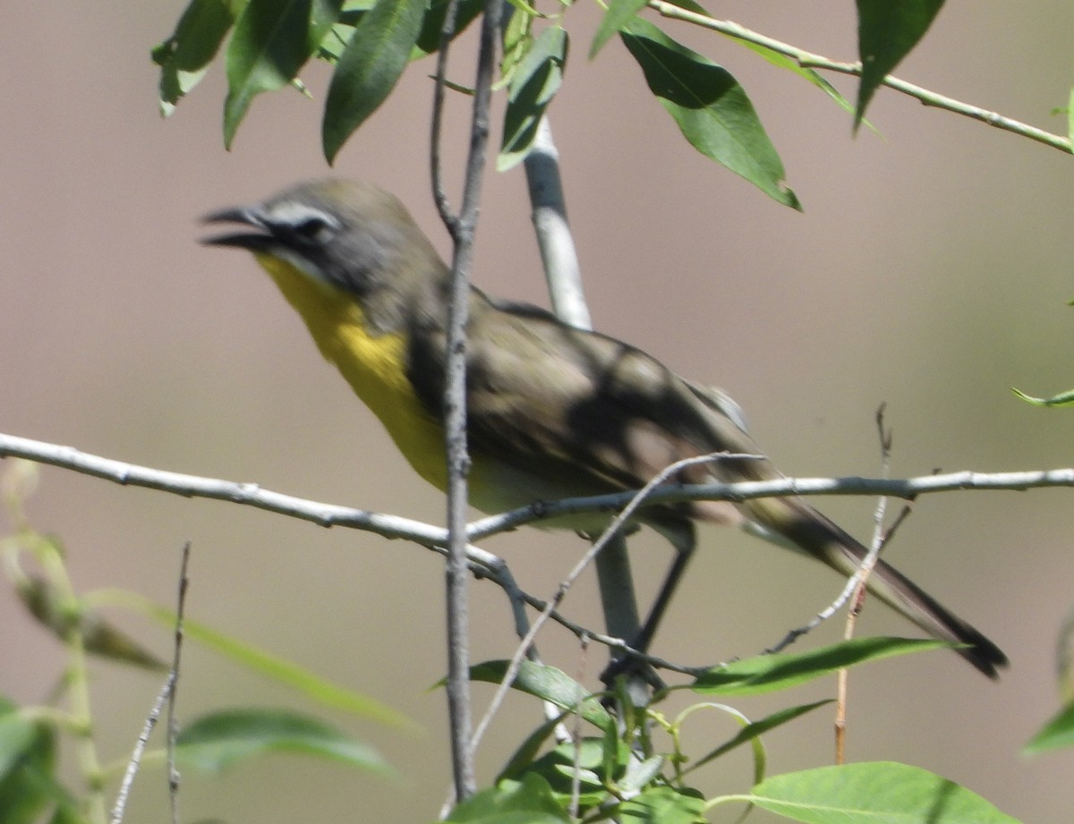Yellow-breasted Chat - ML620349844