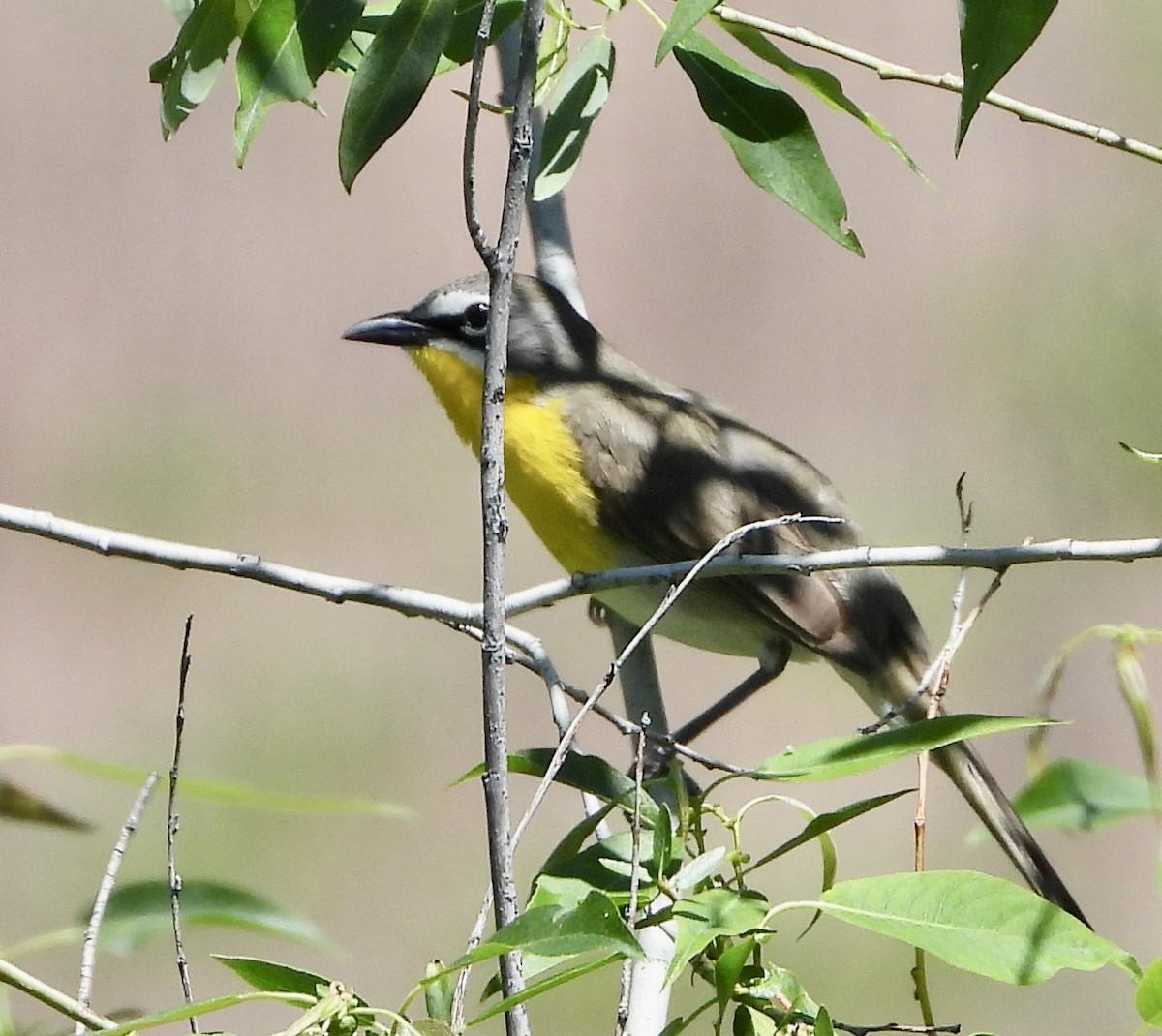 Yellow-breasted Chat - ML620349847