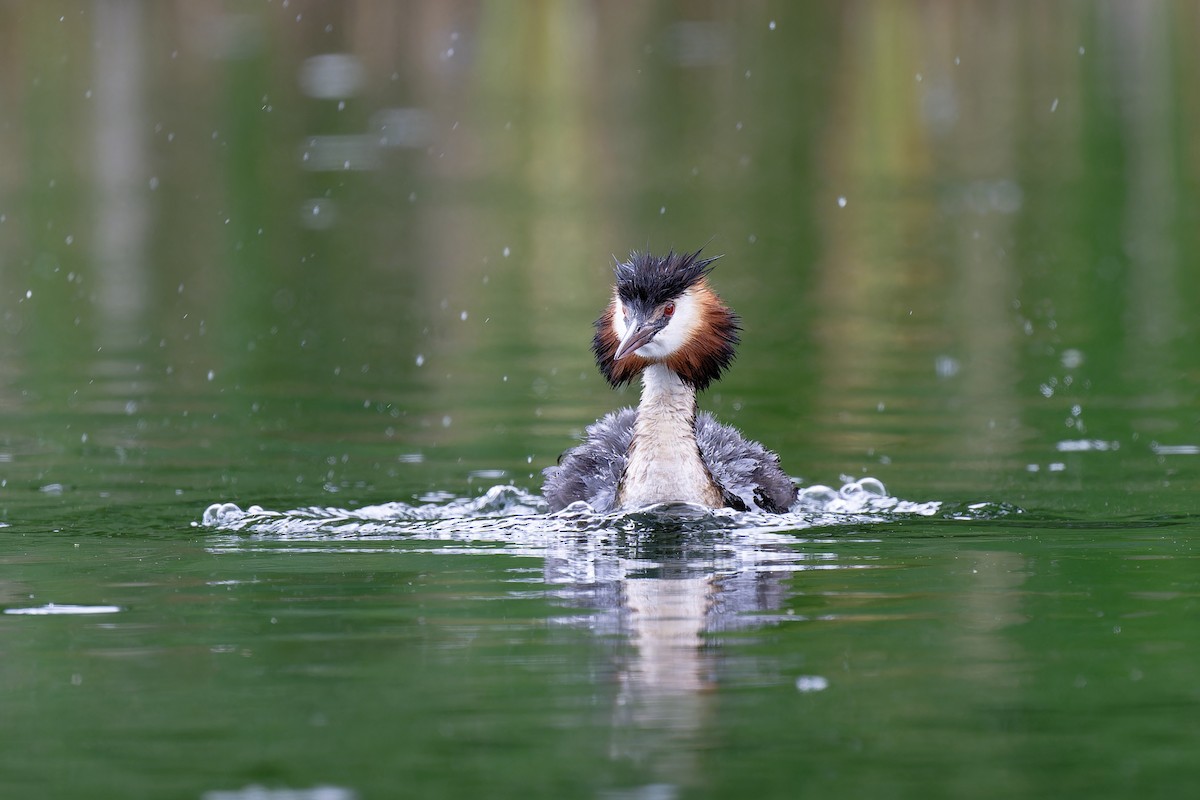 Great Crested Grebe - ML620349848