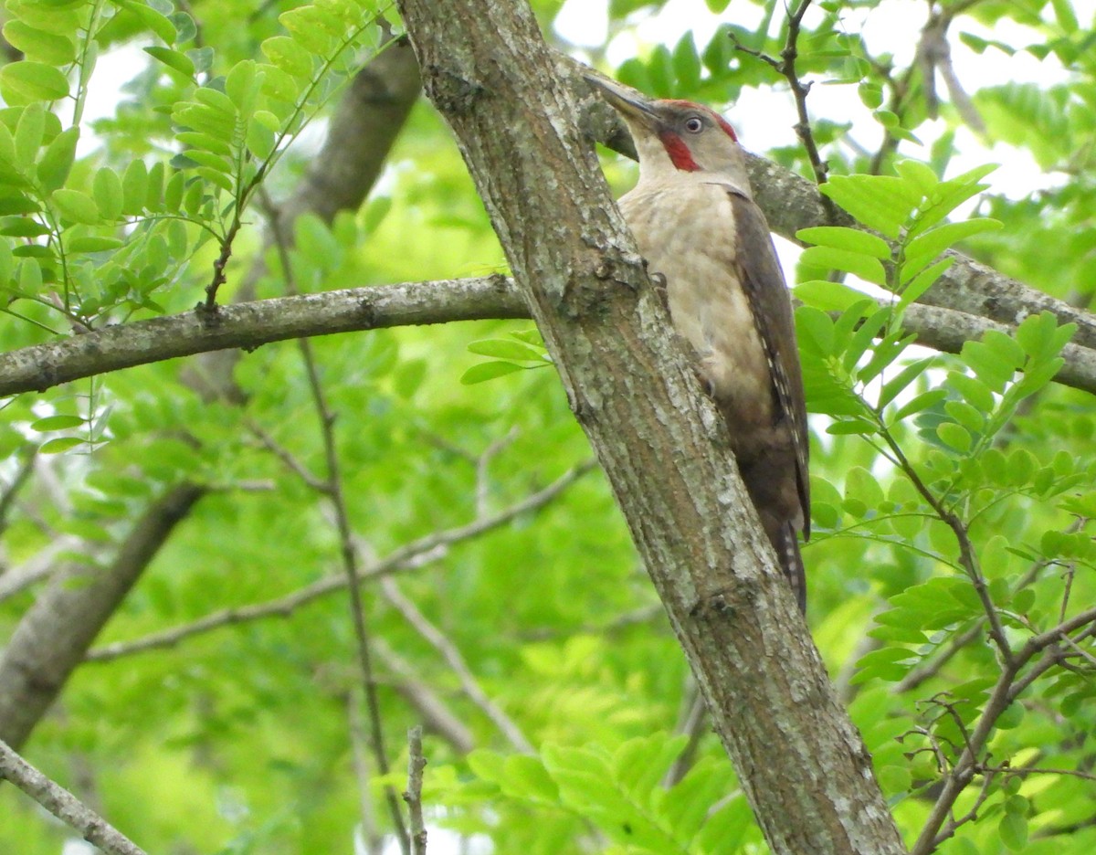 Iberian Green Woodpecker - ML620349849
