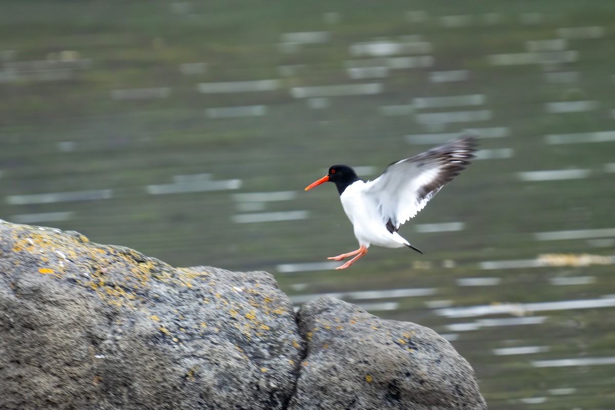 Eurasian Oystercatcher - ML620349853