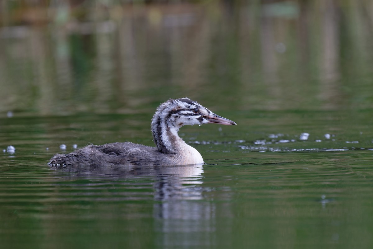 Great Crested Grebe - ML620349854