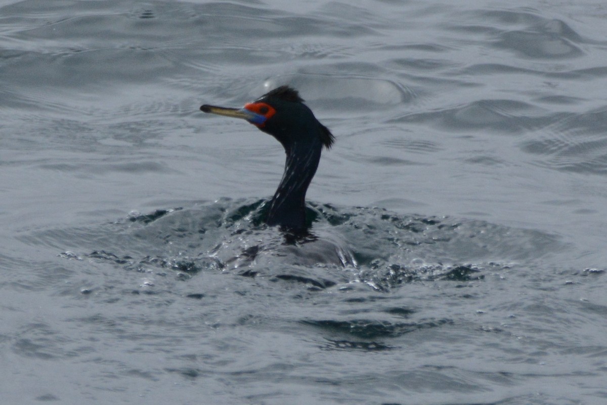 Red-faced Cormorant - ML620349855