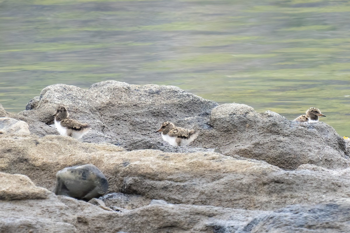 Eurasian Oystercatcher - ML620349857