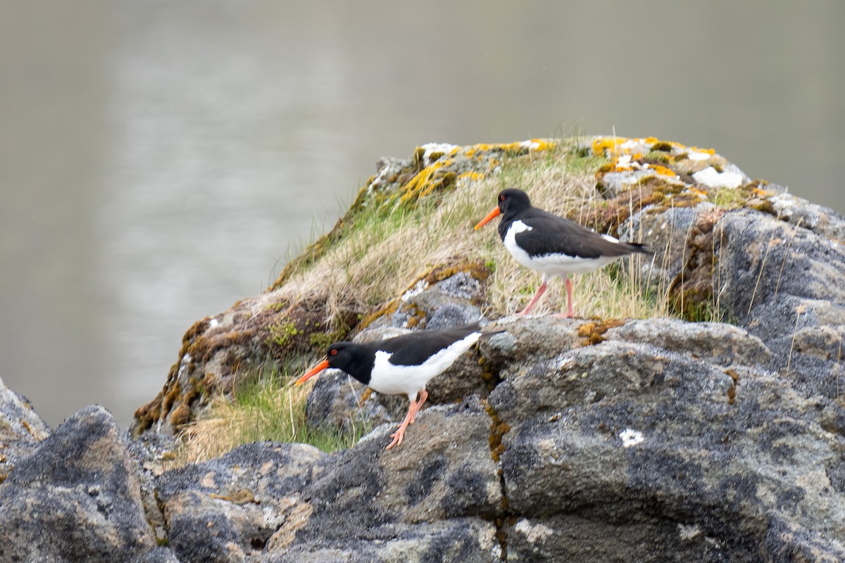 Eurasian Oystercatcher - ML620349858