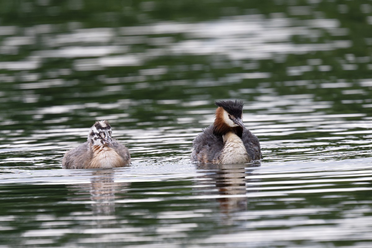 Great Crested Grebe - ML620349863