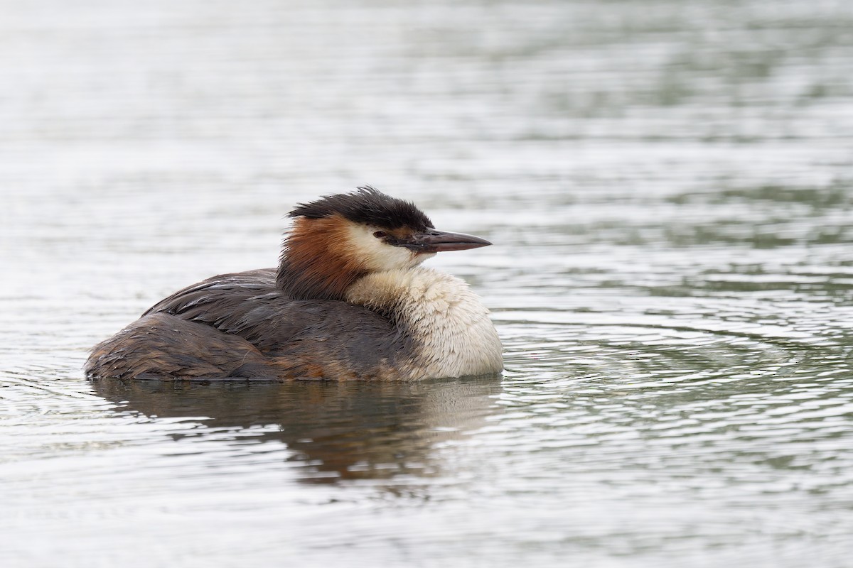 Great Crested Grebe - ML620349872