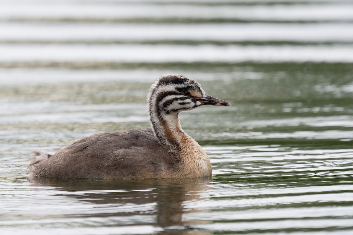 Great Crested Grebe - ML620349875