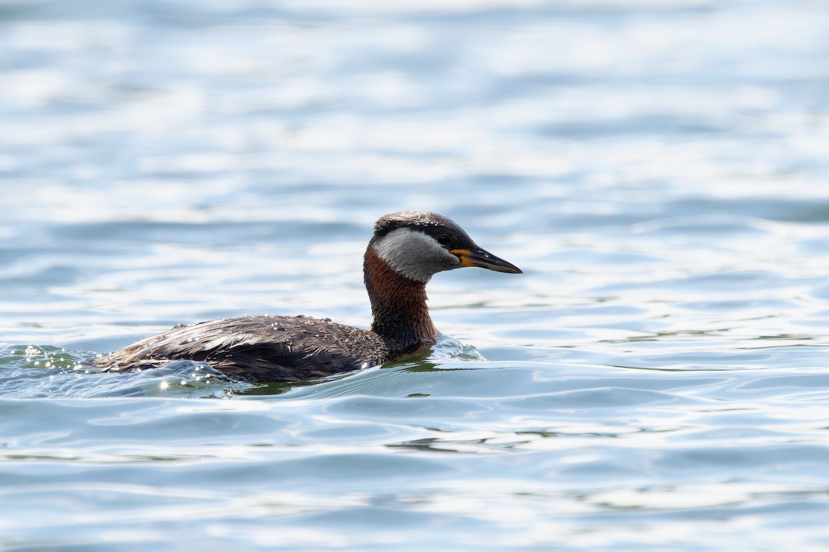 Red-necked Grebe - ML620349884