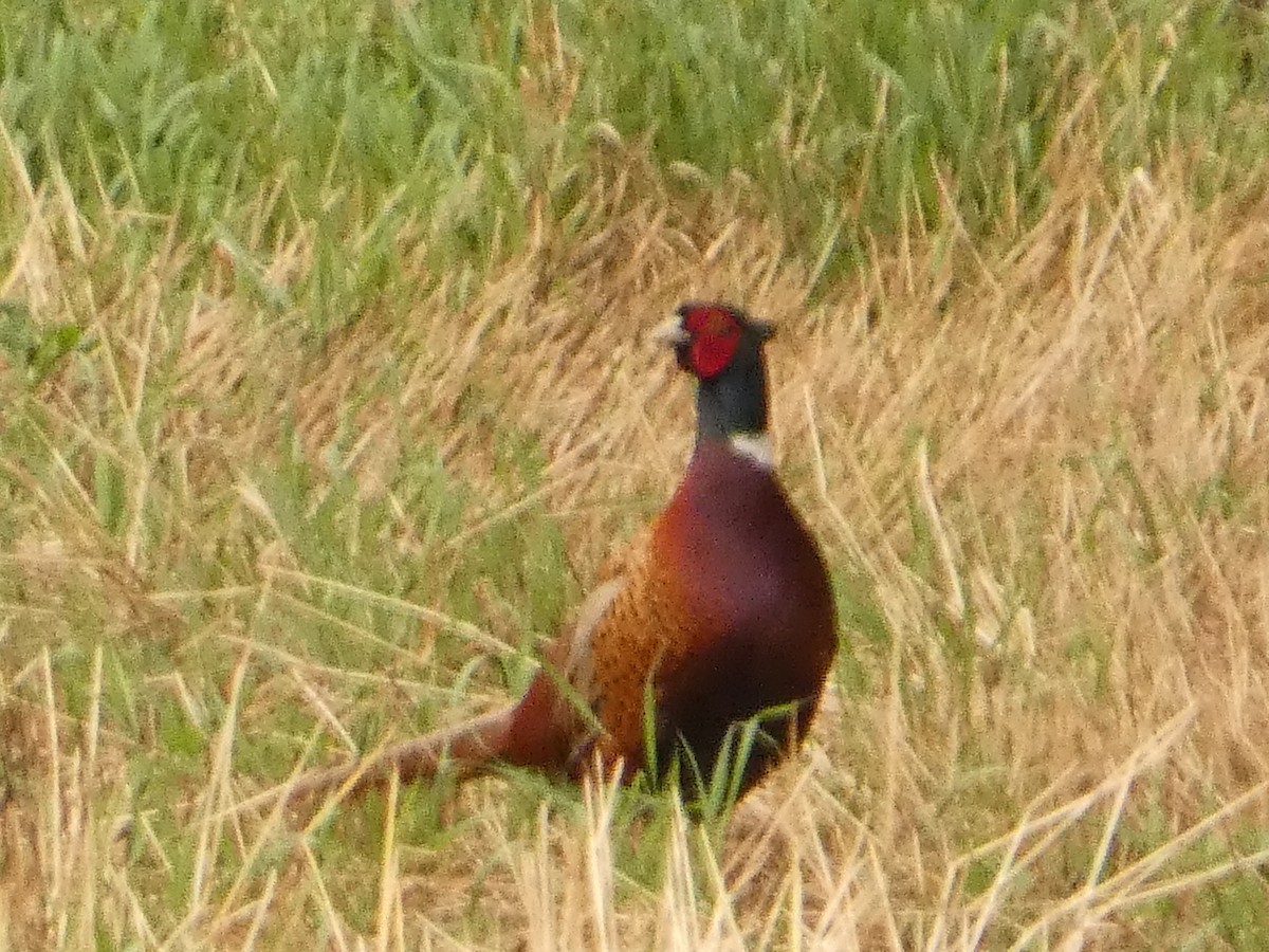 Ring-necked Pheasant - ML620349890