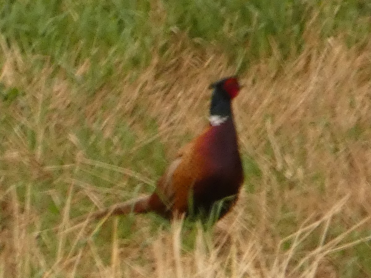 Ring-necked Pheasant - ML620349894