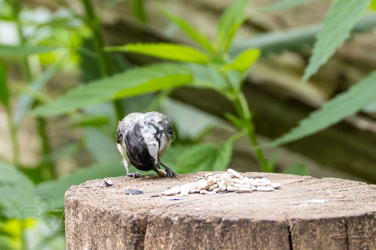 Black-capped Chickadee - ML620349903