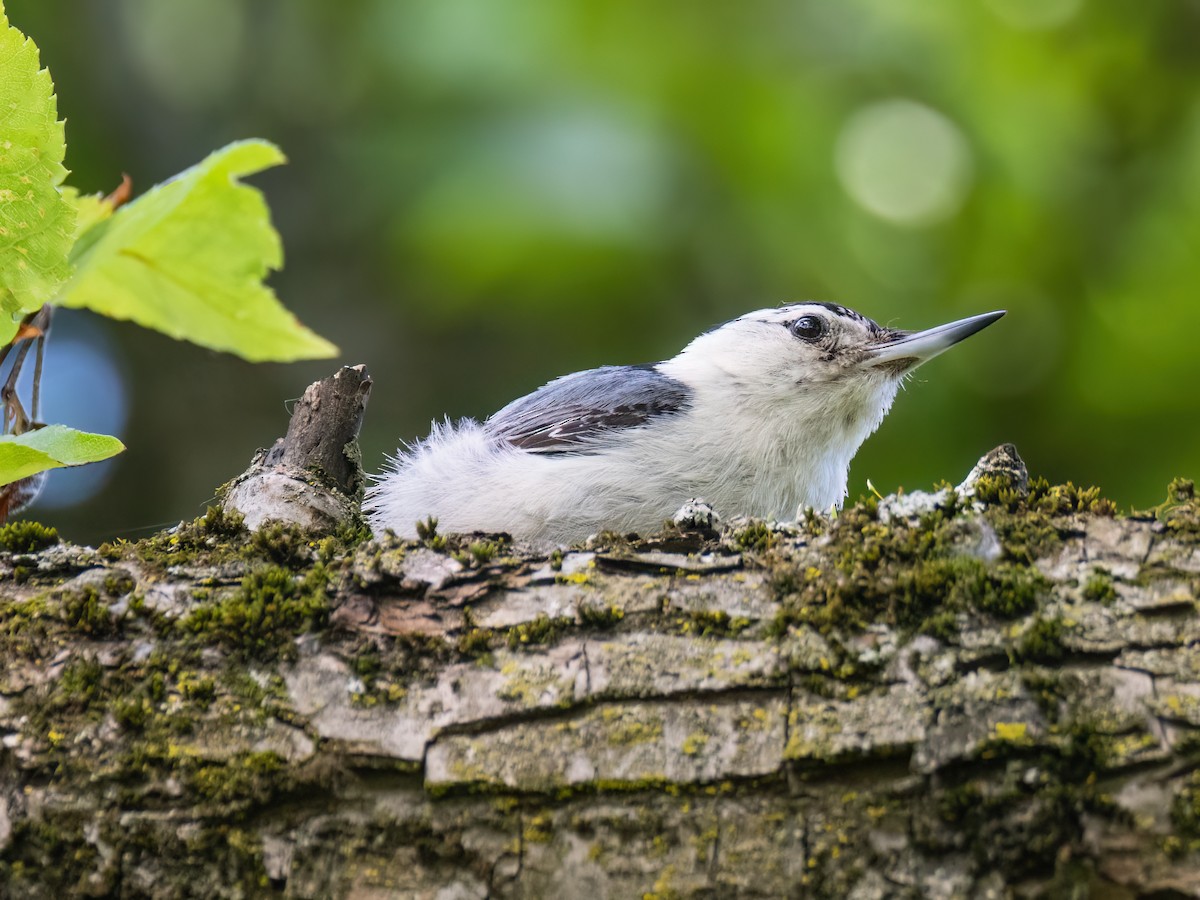 White-breasted Nuthatch - ML620349920