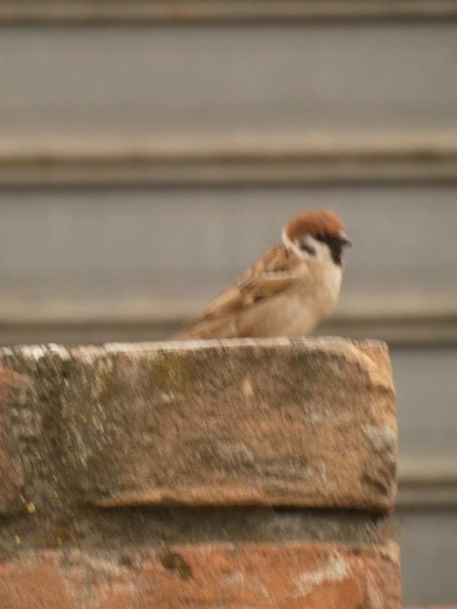 Eurasian Tree Sparrow - ML620349940