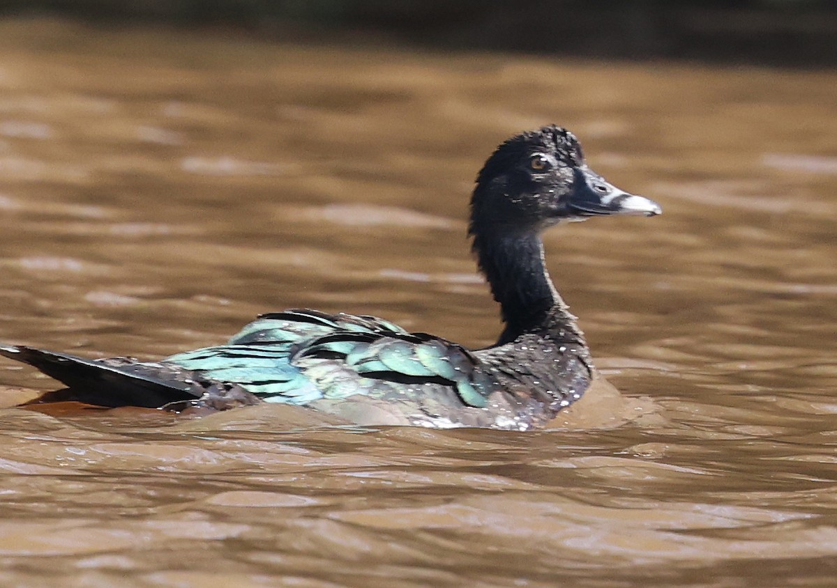 Muscovy Duck - ML620349950