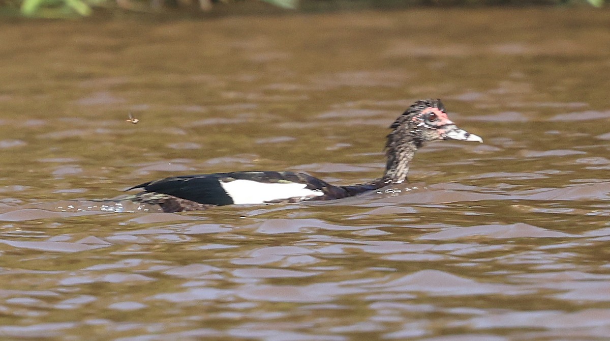 Muscovy Duck - ML620349951