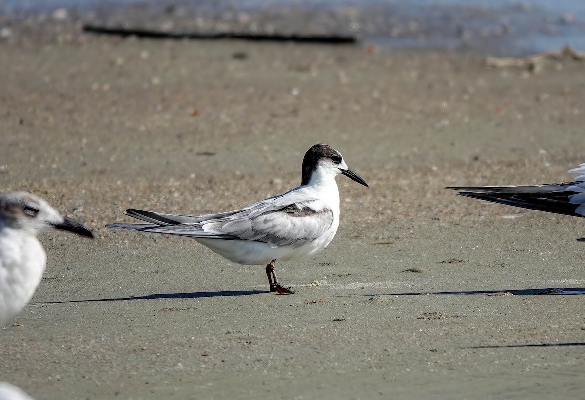 Common Tern - ML620349962