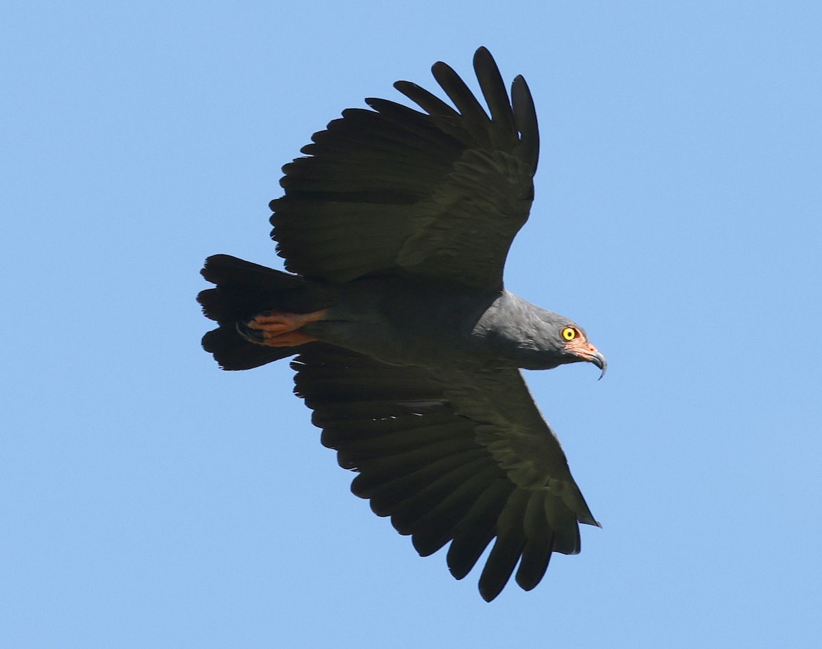 Slender-billed Kite - ML620349965