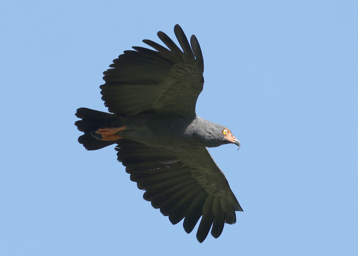 Slender-billed Kite - ML620349966