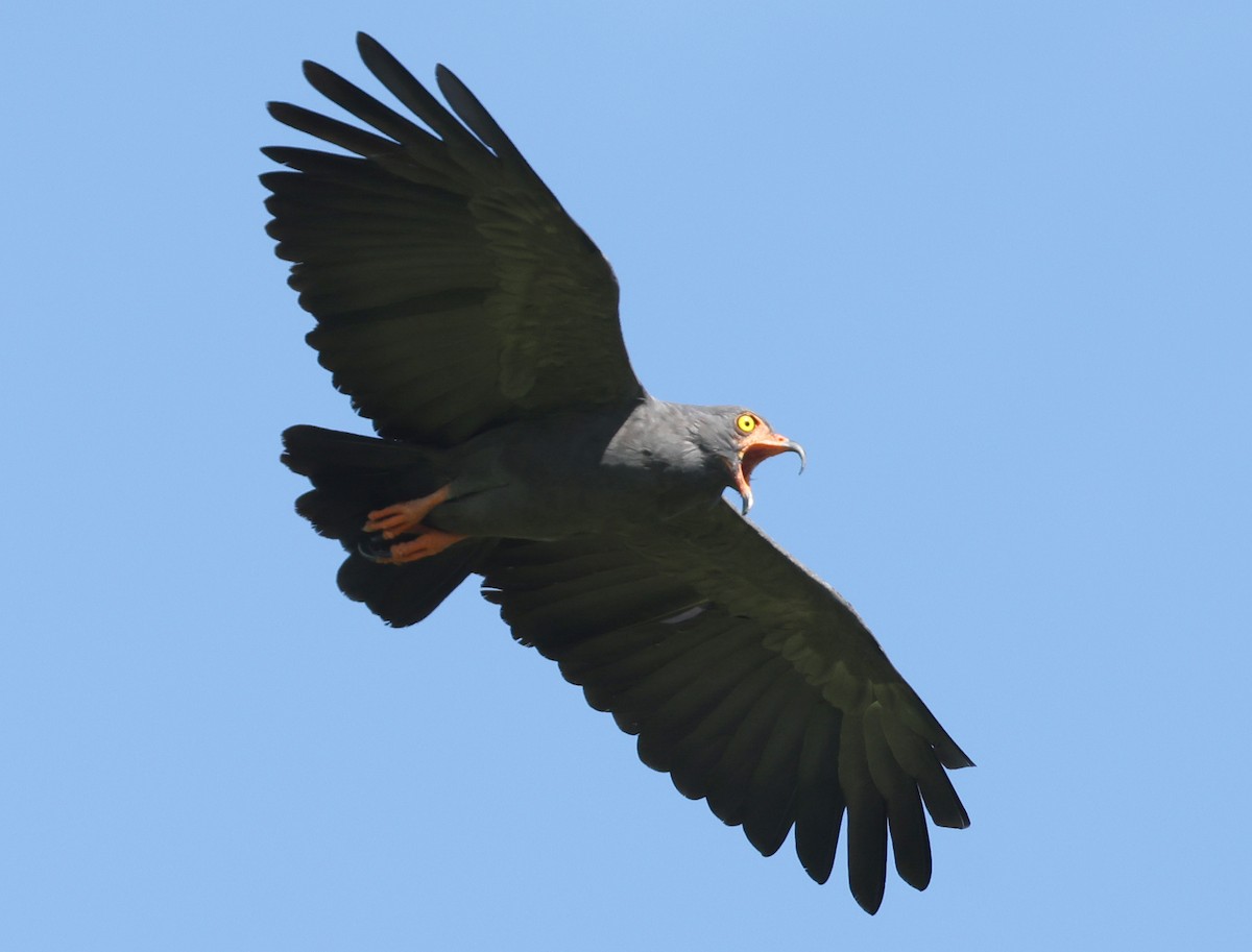 Slender-billed Kite - ML620349967