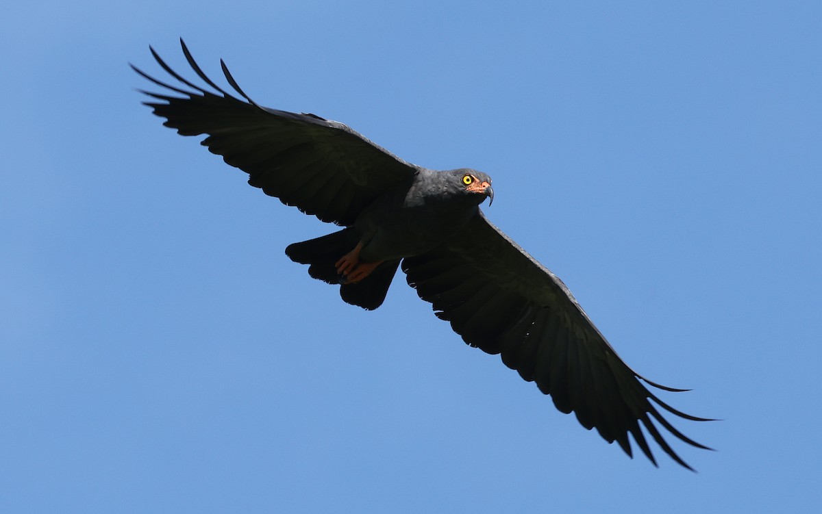 Slender-billed Kite - ML620349968