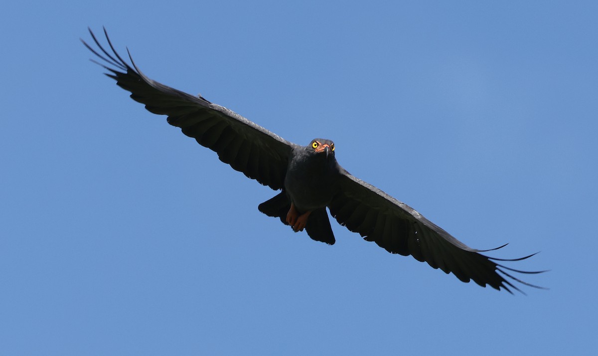 Slender-billed Kite - ML620349969