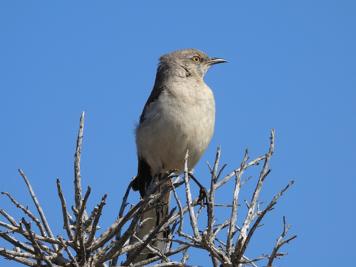 Northern Mockingbird - ML620349987