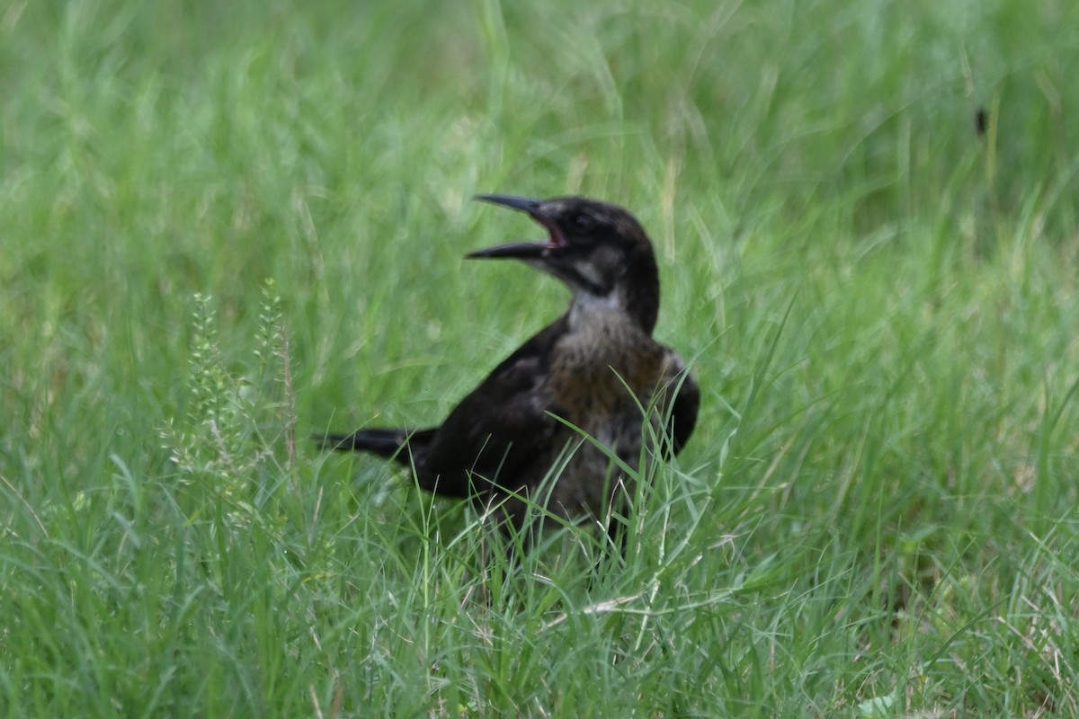 Great-tailed Grackle - ML620349995