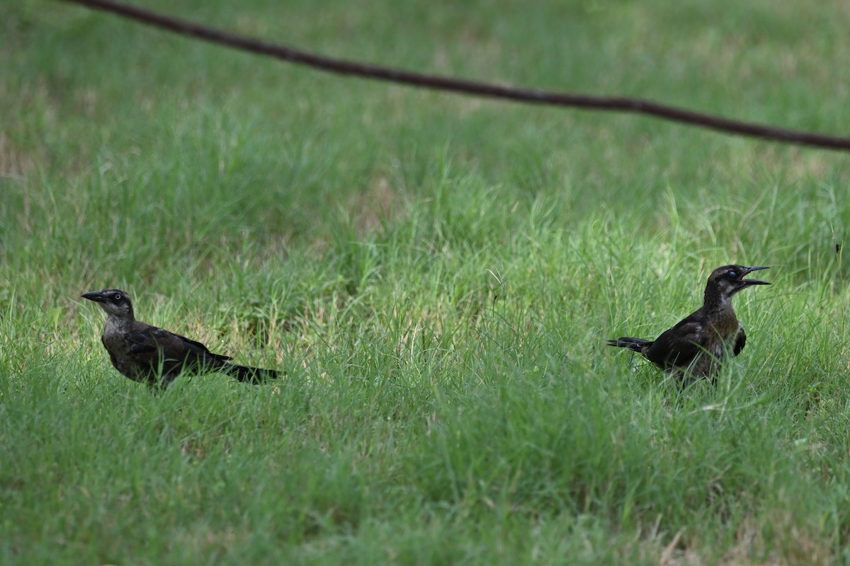 Great-tailed Grackle - ML620349996