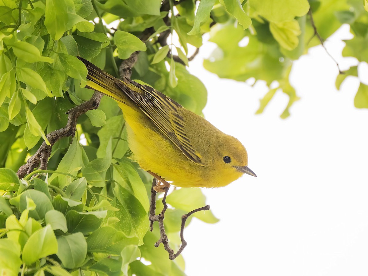 Yellow Warbler - ML620349997