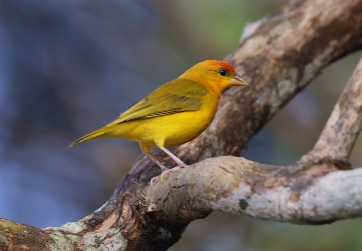 Orange-fronted Yellow-Finch - ML620349998