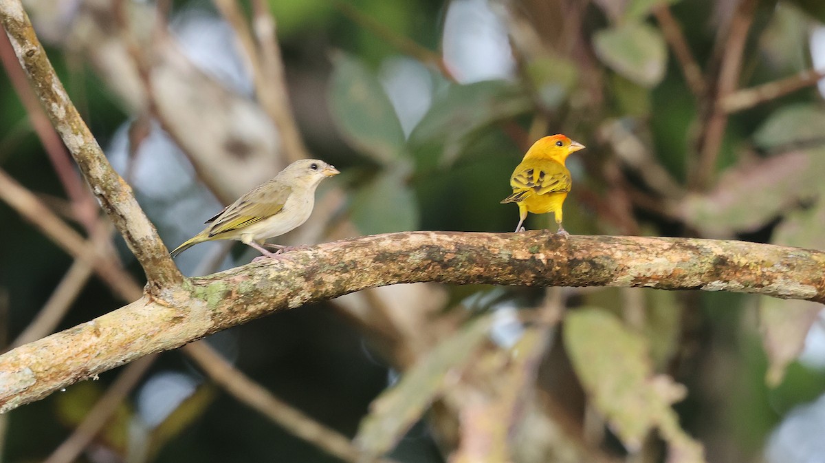 Orange-fronted Yellow-Finch - ML620349999