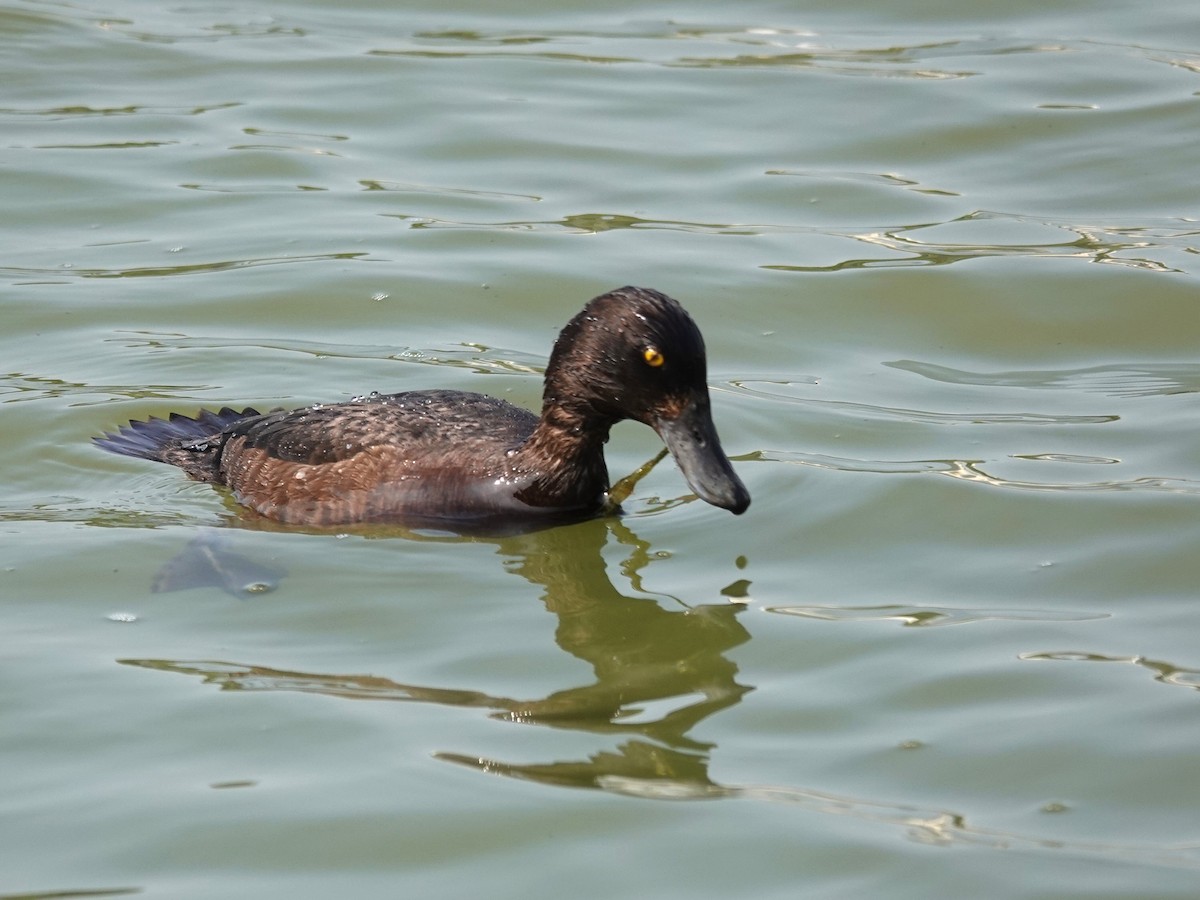 Tufted Duck - ML620350000