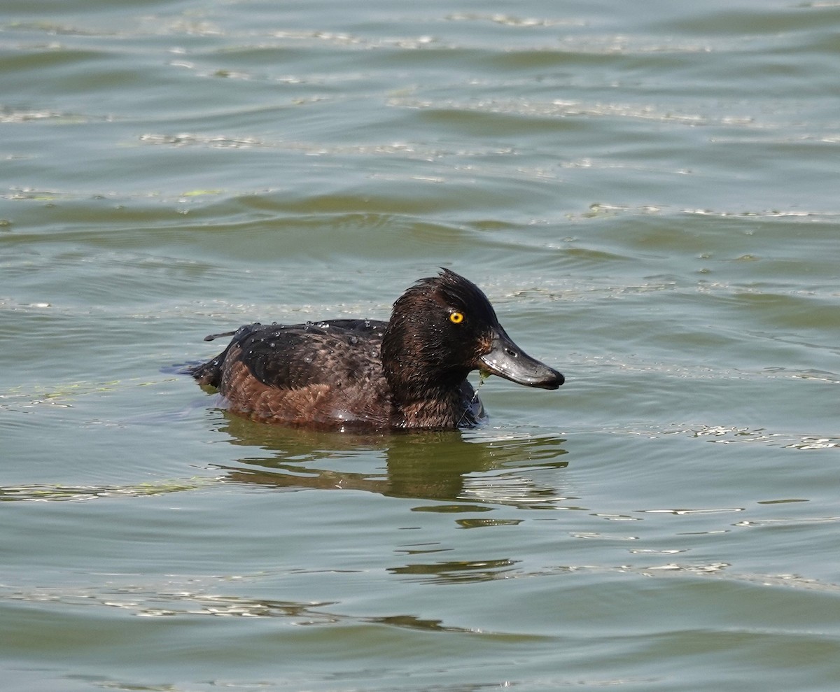 Tufted Duck - ML620350001