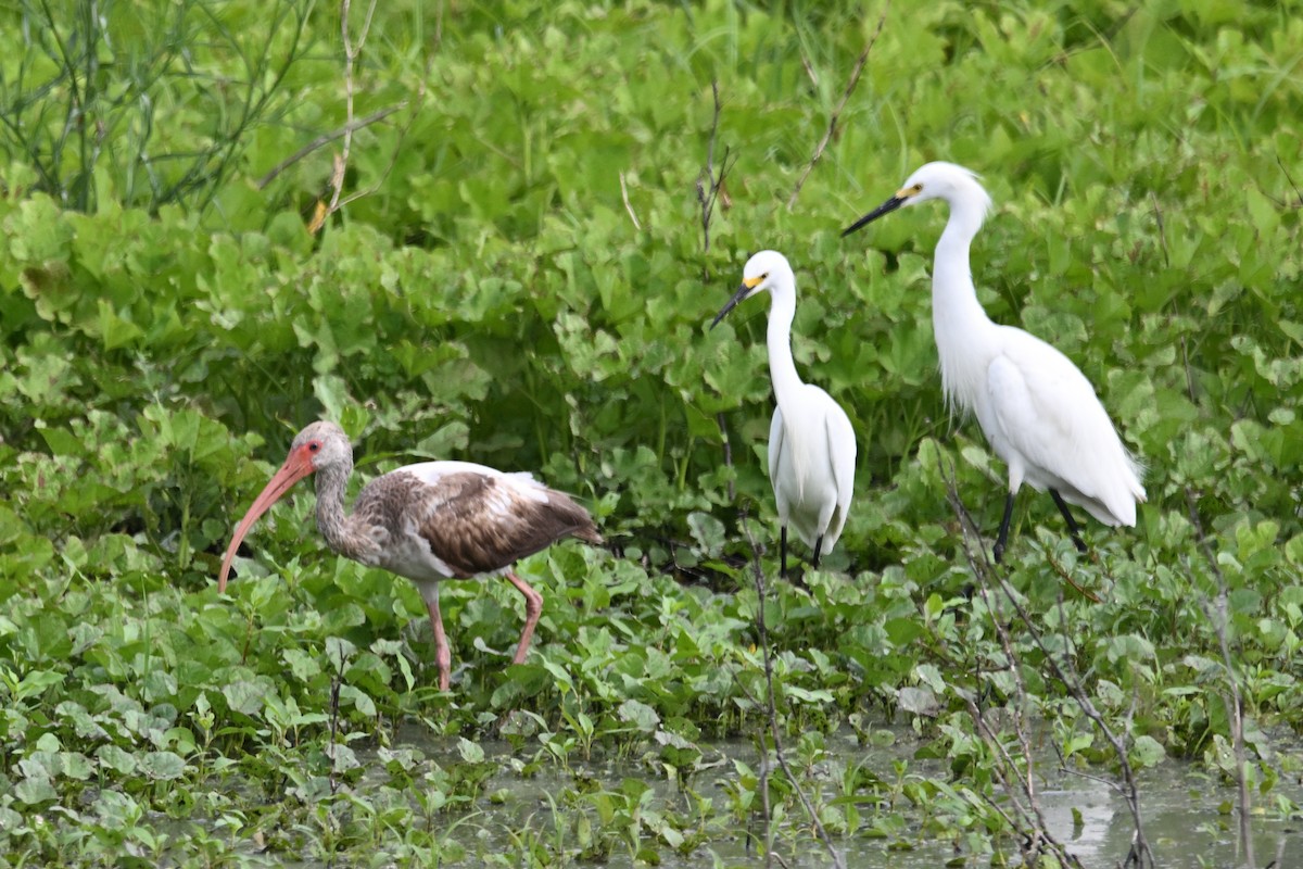 White Ibis - ML620350004