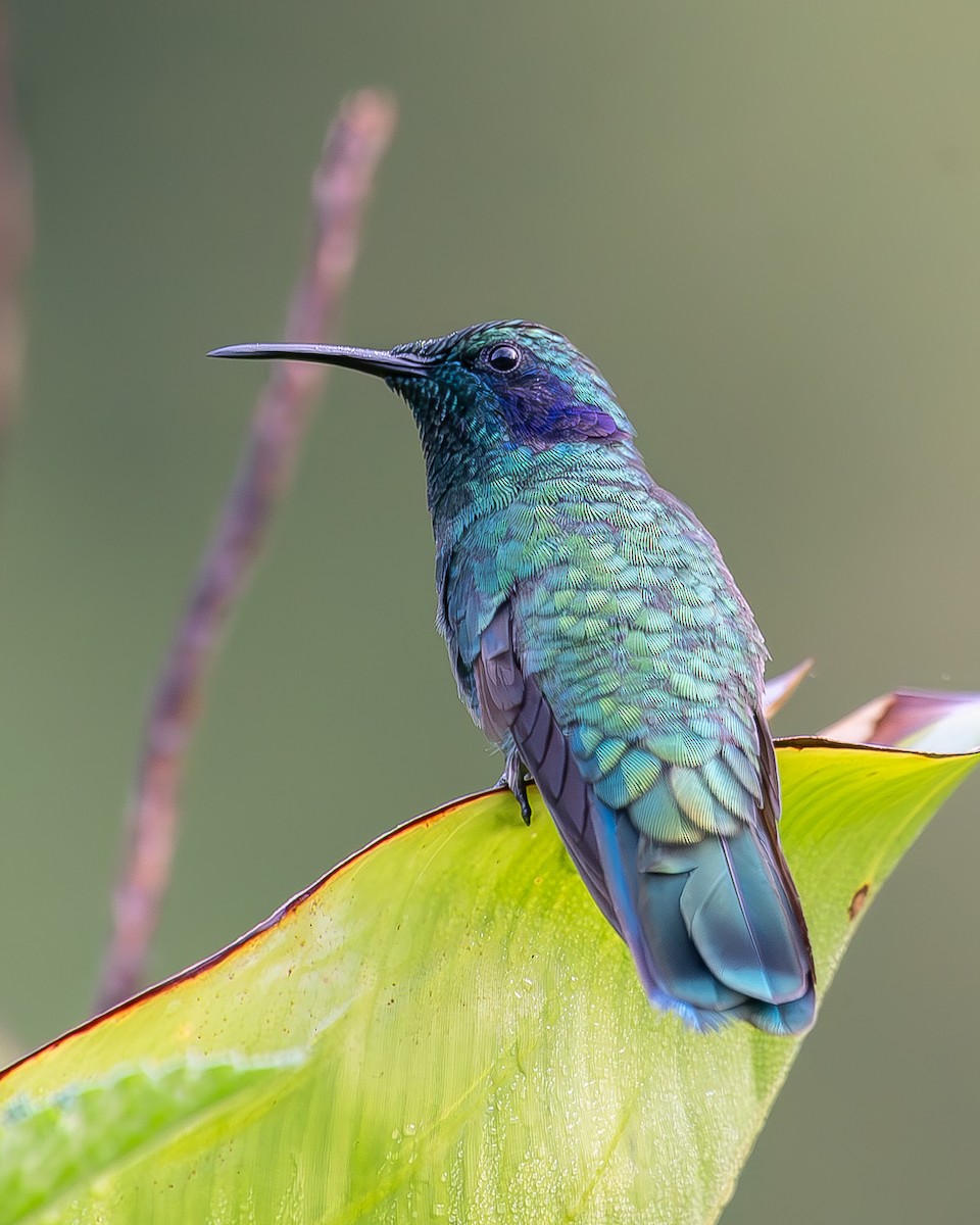 kolibřík modrouchý - ML620350005