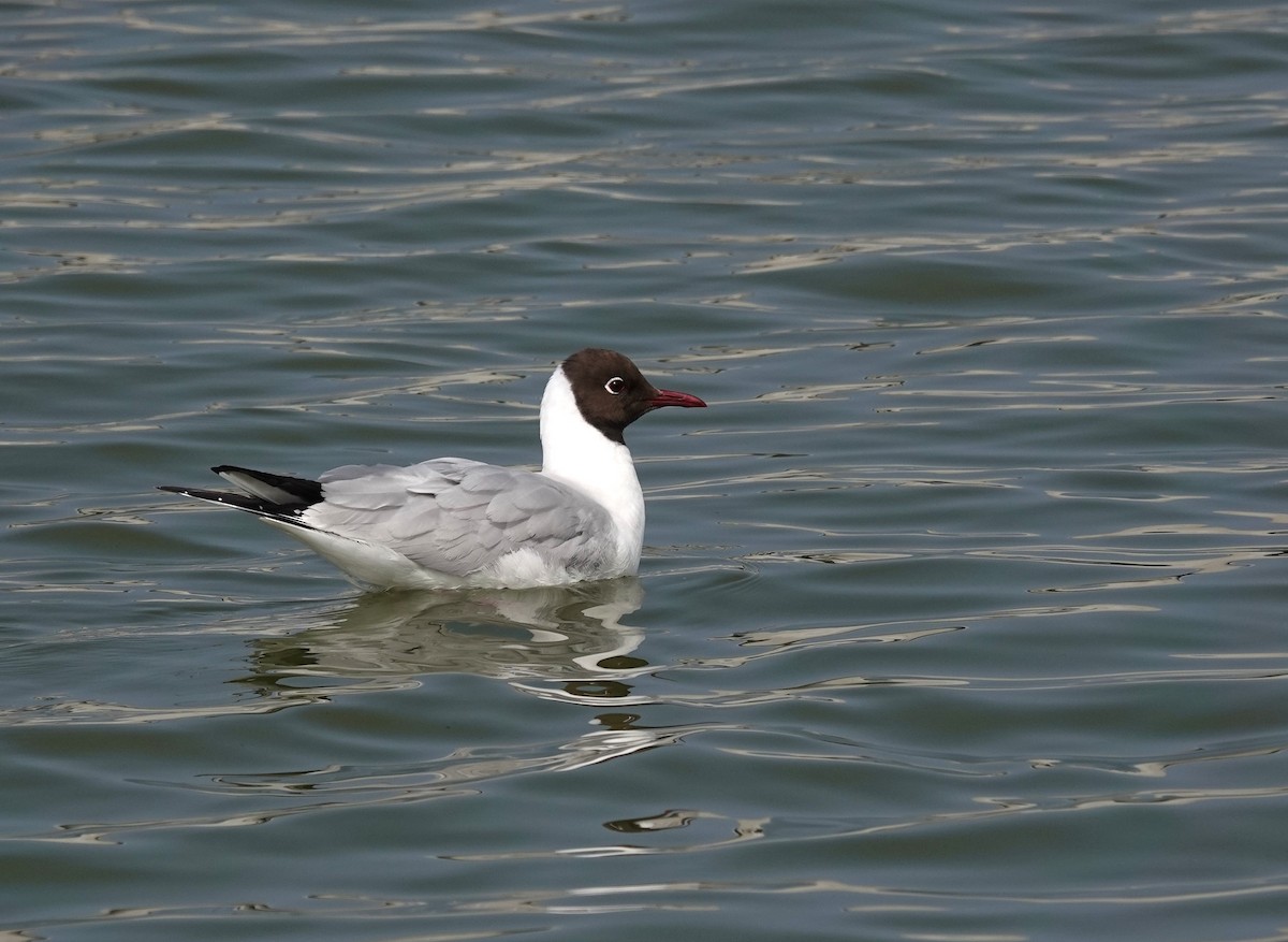 Black-headed Gull - ML620350016