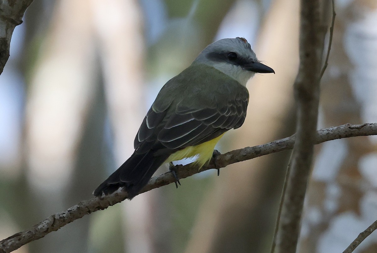 White-throated Kingbird - ML620350033