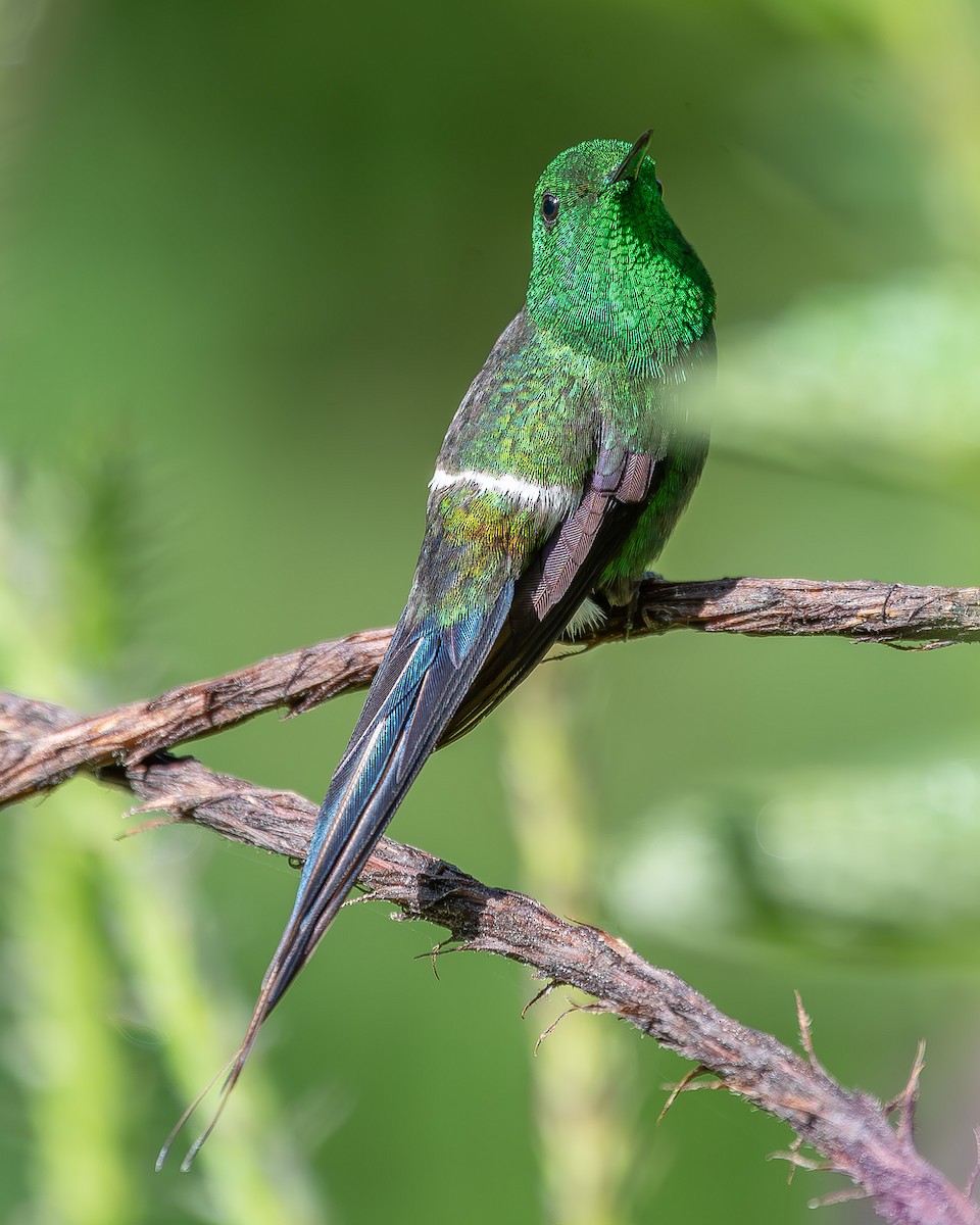 kolibřík trnoocasý - ML620350036
