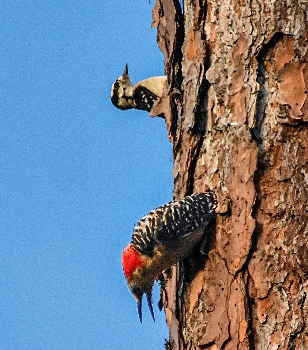 Red-bellied Woodpecker - ML620350040